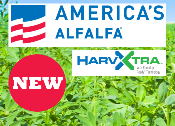 Ameristand 480 HVXRR (HarvXtra™Roundup Ready®)