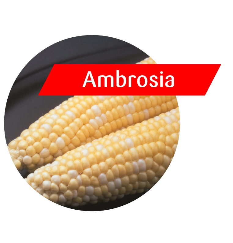 Ambrosia Sweet Corn