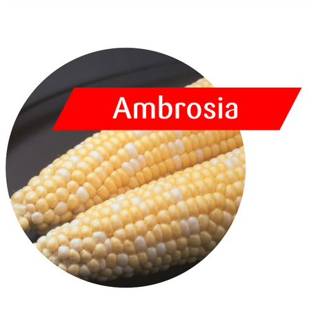 Ambrosia Sweet Corn