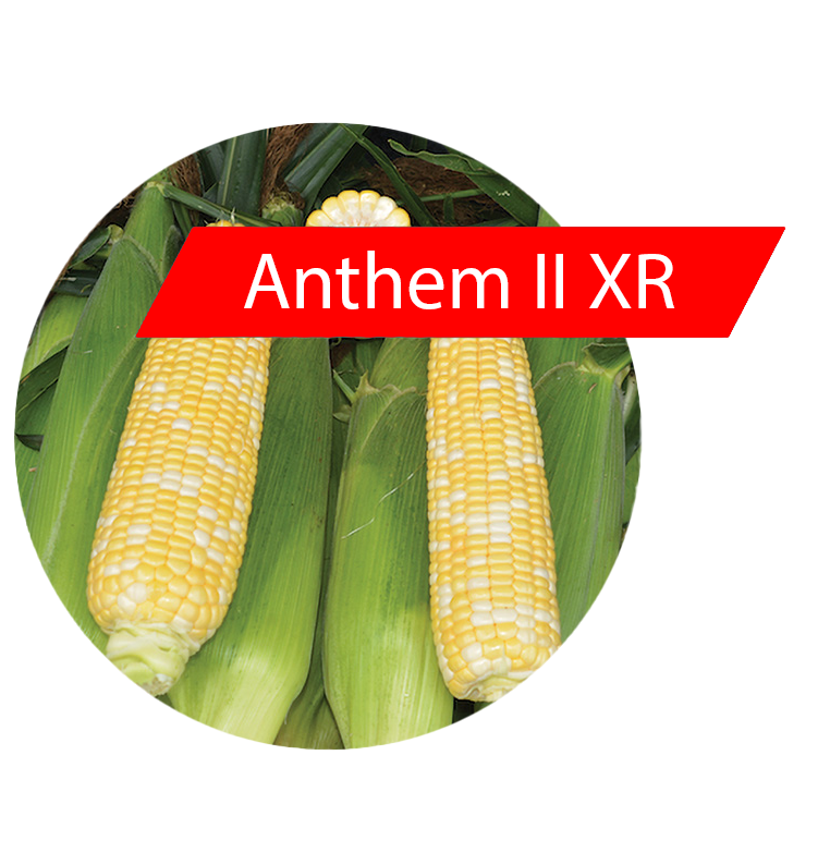 Anthem II XR (RR, Bt) Sweet Corn