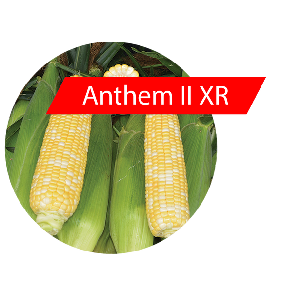 Anthem II XR (RR, Bt) Sweet Corn 4 The Grower