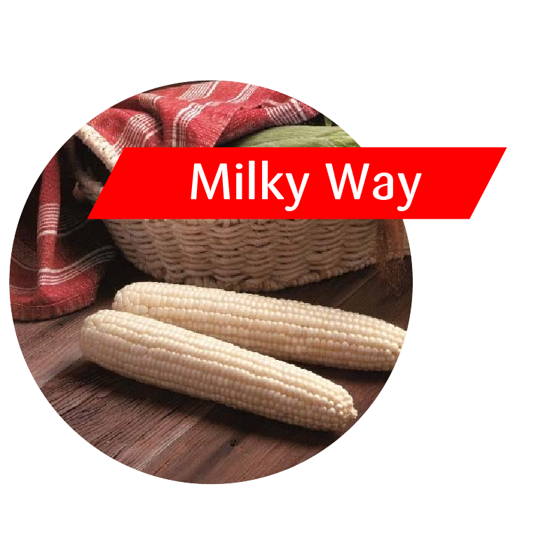 Milky Way (Attribute Plus) Sweet Corn