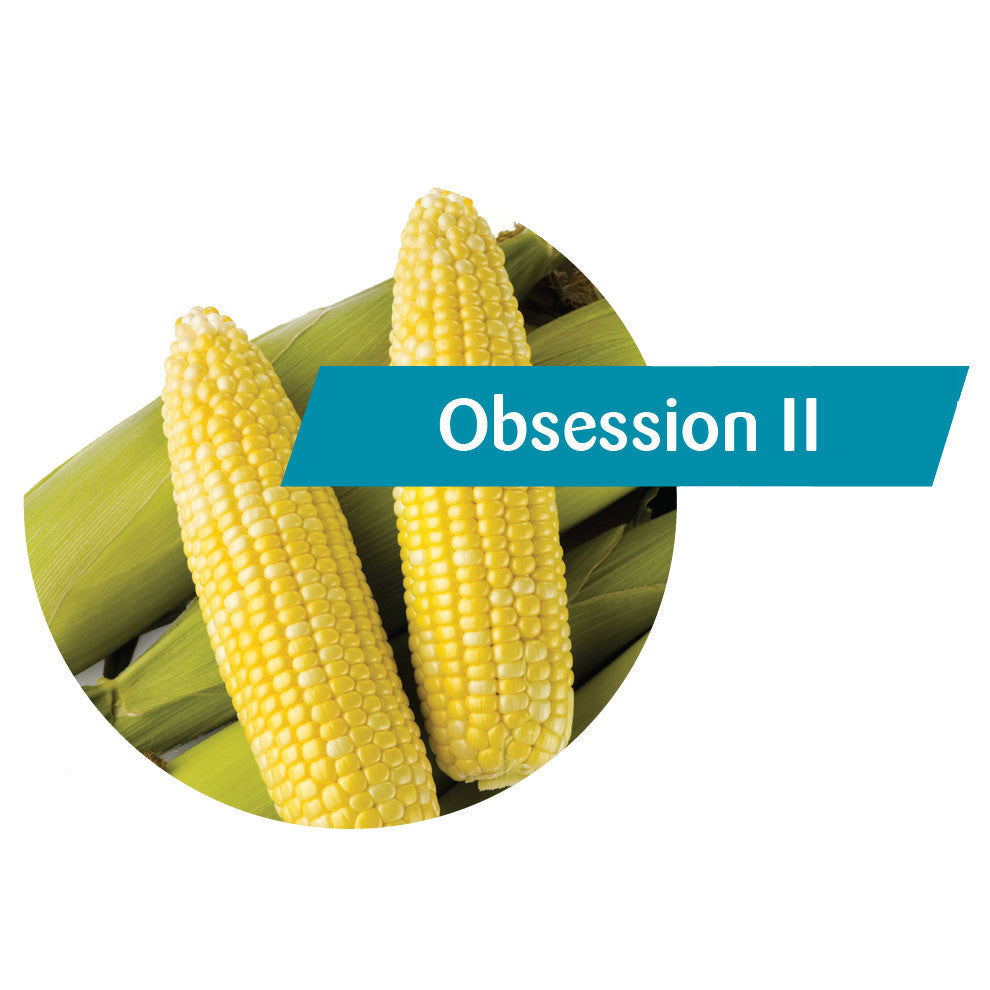 Obsession II (RR, Bt) Sweet Corn