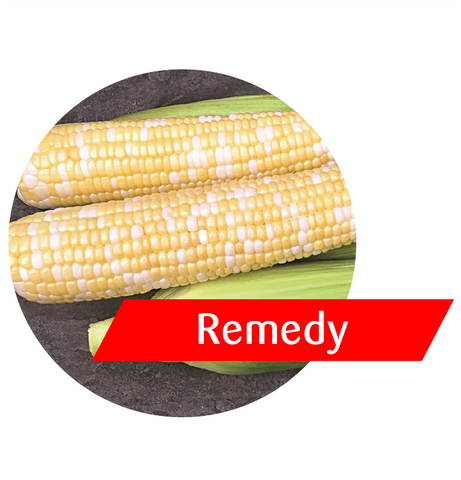 Remedy (GT(RR)/LL/Bt) Sweet Corn