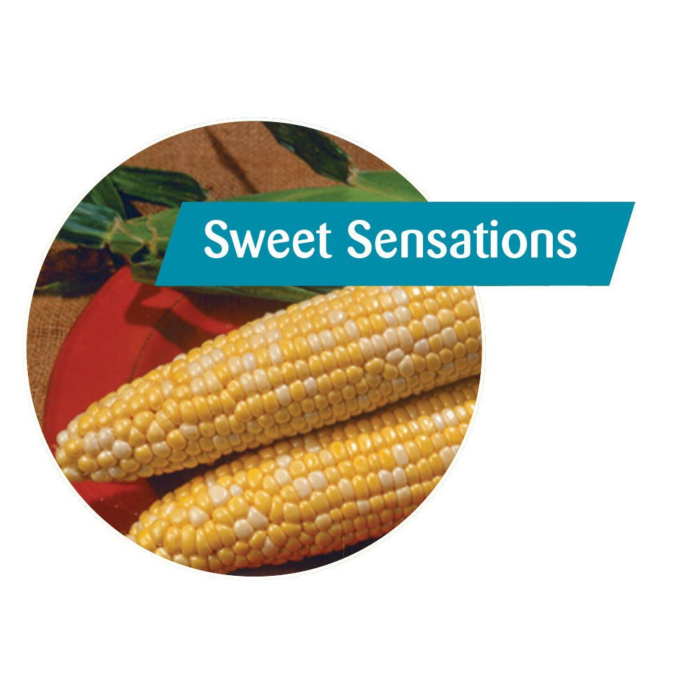Sweet Sensations Sweet Corn