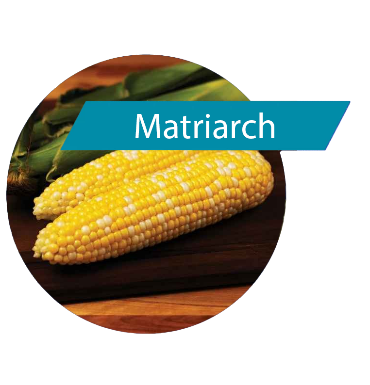 Matriarch (Gt(RR)/LL/Bt) Sweet Corn