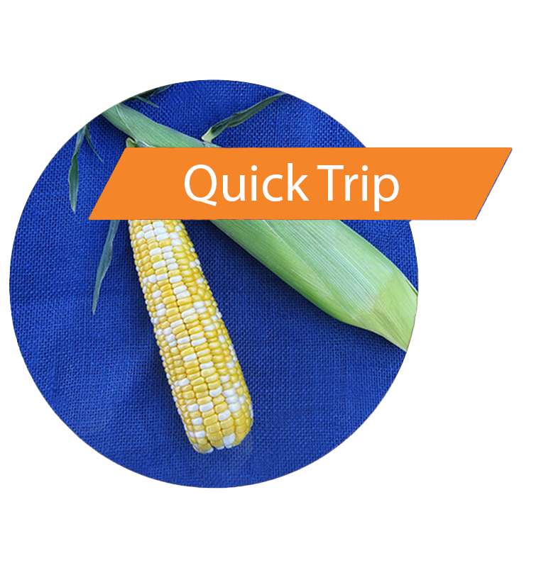Quick Trip (Gt(RR)/LL/Bt) Sweet Corn