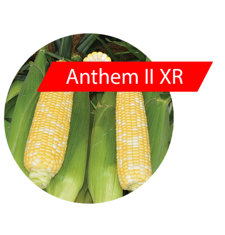 Anthem II XR (RR, Bt) Sweet Corn
