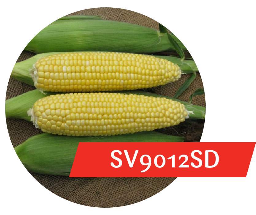 SV9012SD (RR, Bt) Sweet Corn