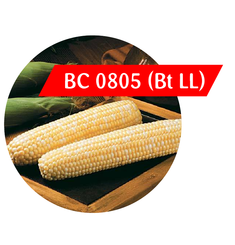 BC 0805 (Bt LL) Sweet Corn