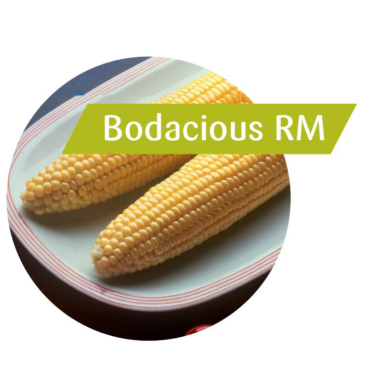 Bodacious R/M Sweet Corn