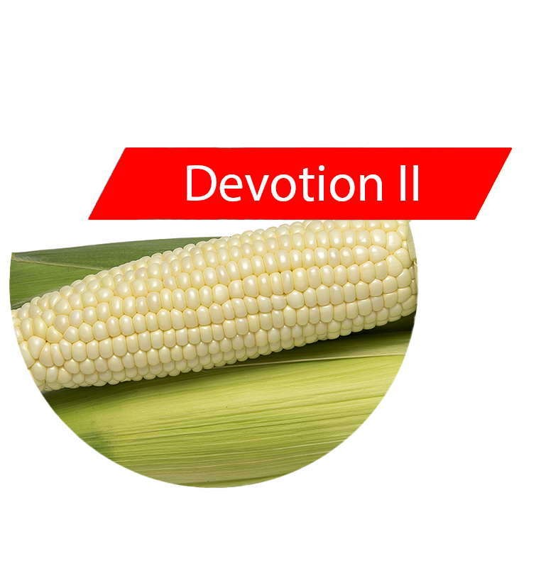 Devotion II (RR, Bt) Sweet Corn