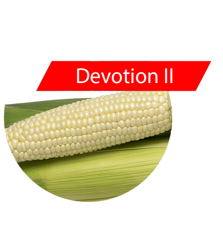 Devotion II (RR, Bt) Sweet Corn