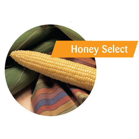 Honey Select Sweet Corn