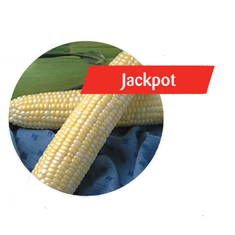 Jackpot Sweet Corn