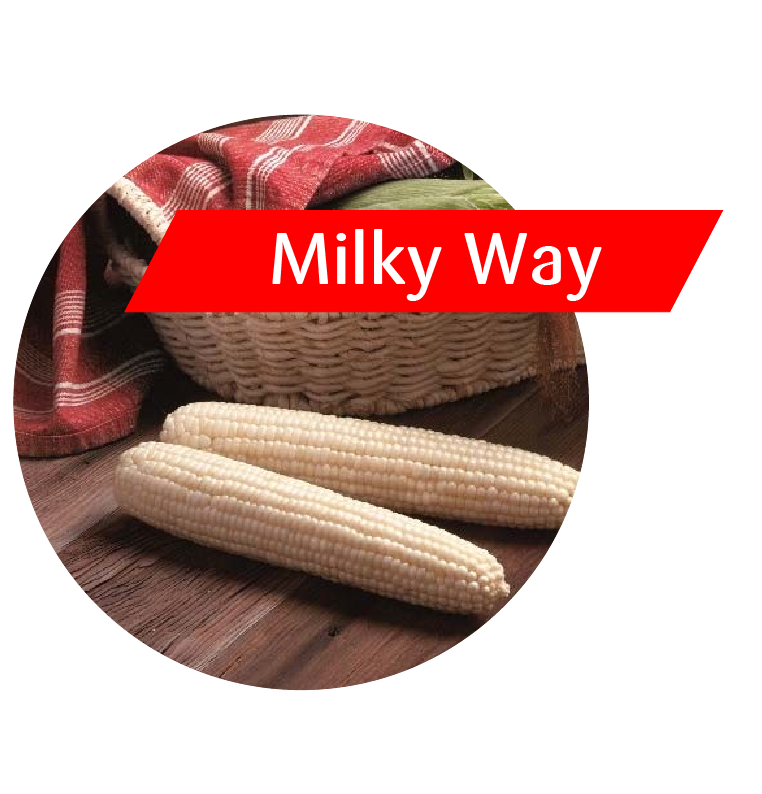 Milky Way (GT(RR)/LL/Bt) Sweet Corn