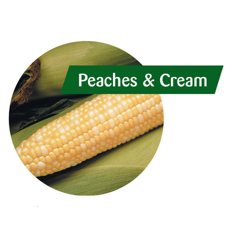 Peaches 'n Cream Sweet Corn