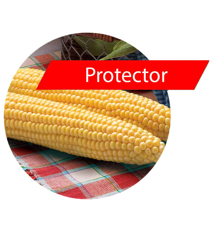 Protector (RR, Bt) Sweet Corn