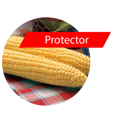 Protector (RR, Bt) Sweet Corn