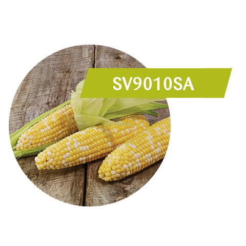 SV9010SA (RR, Bt) Sweet Corn
