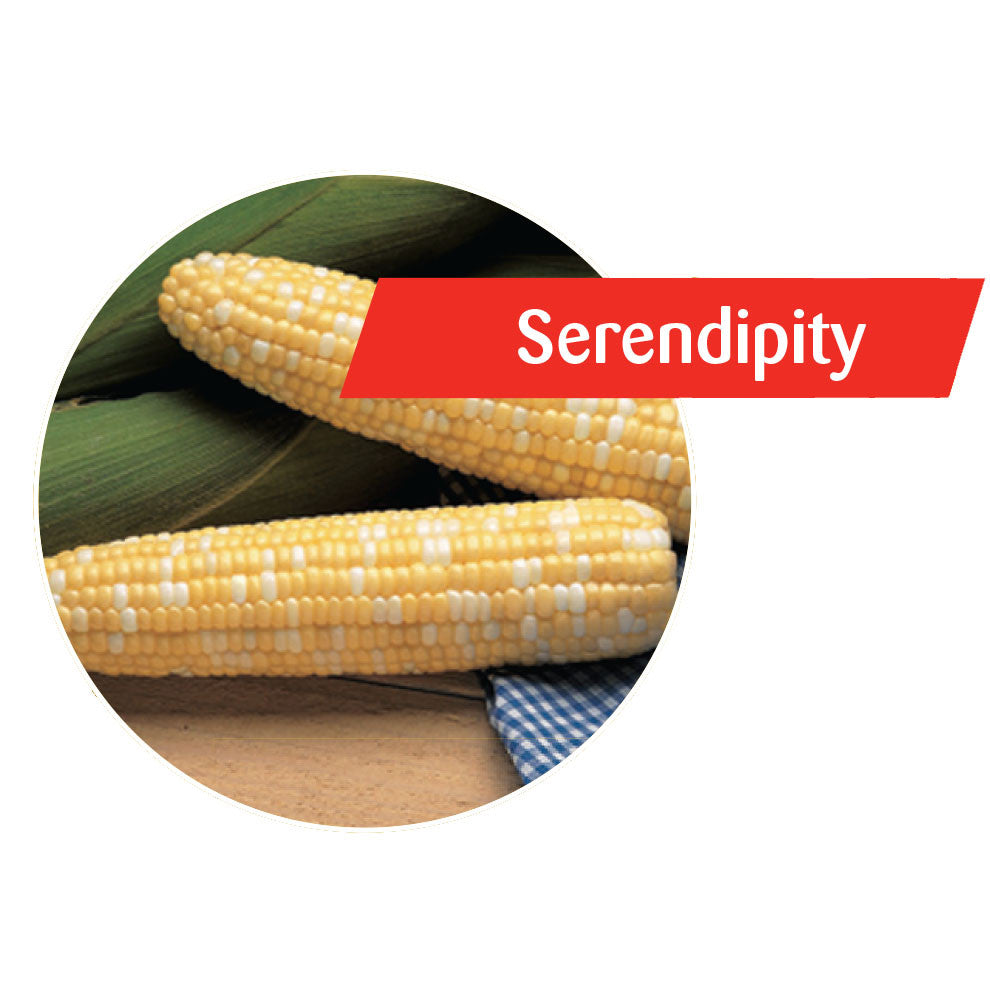 Serendipity Sweet Corn