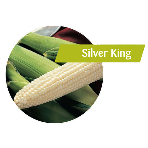 Silver King Sweet Corn