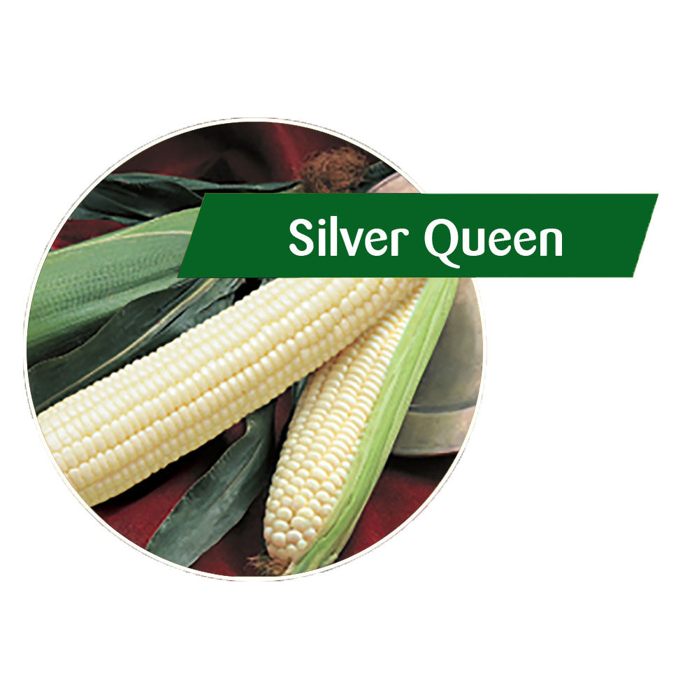 Silver Queen Sweet Corn