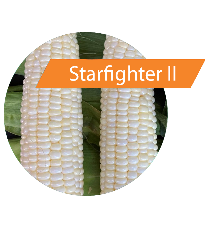 Starfighter II (RR, Bt) Sweet Corn