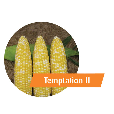 Temptation II (RR, Bt) Sweet Corn