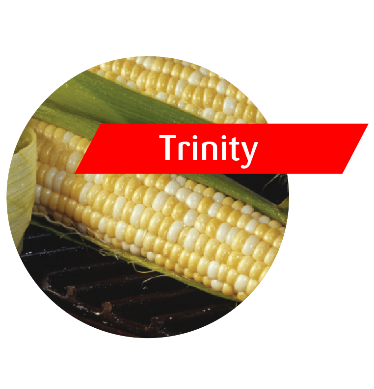 Trinity Sweet Corn